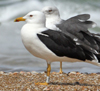1cy fuscus in August, ringed in Finland. (81365 bytes)